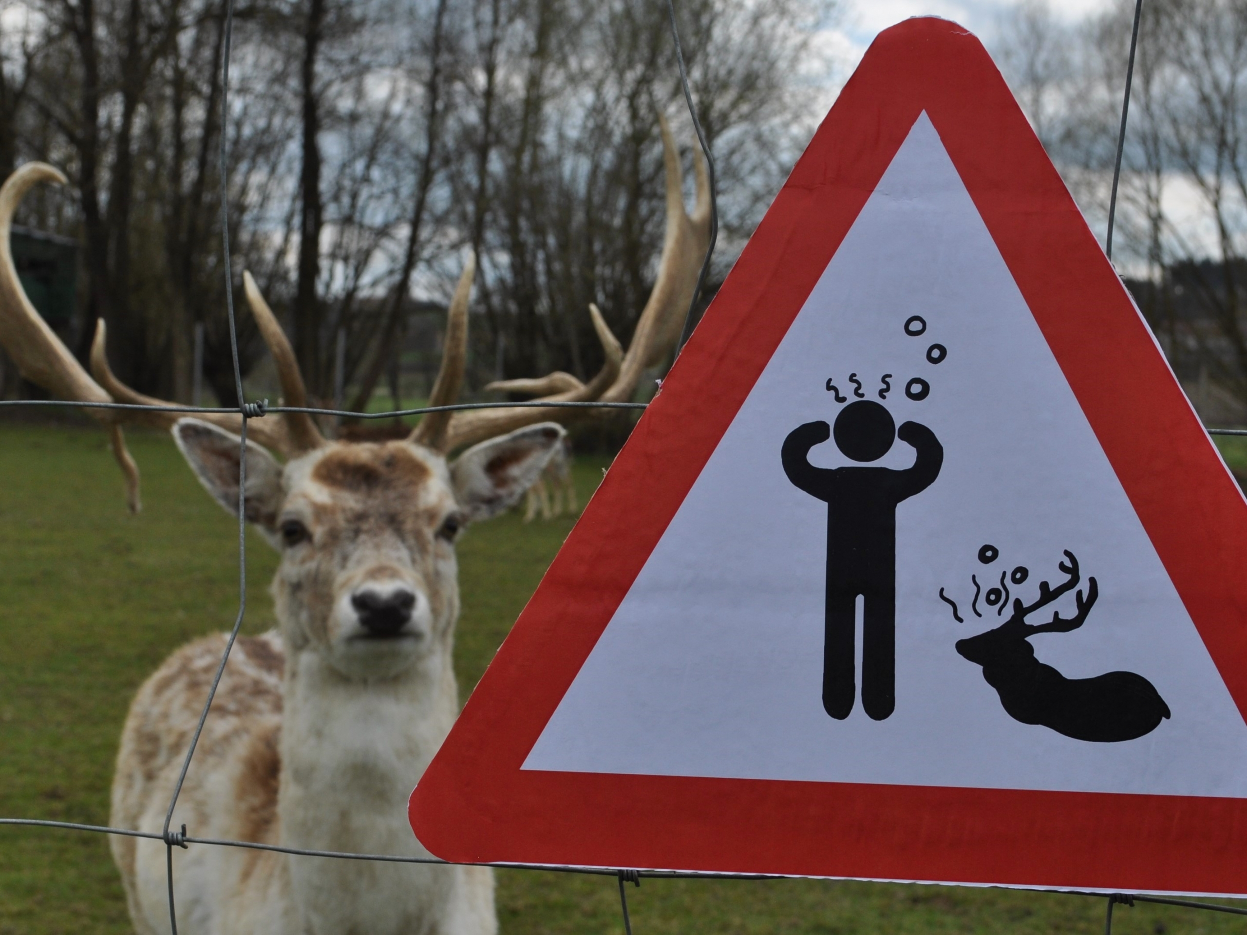 A warning sign saying that wild makes people sick and a deer with eye contact.