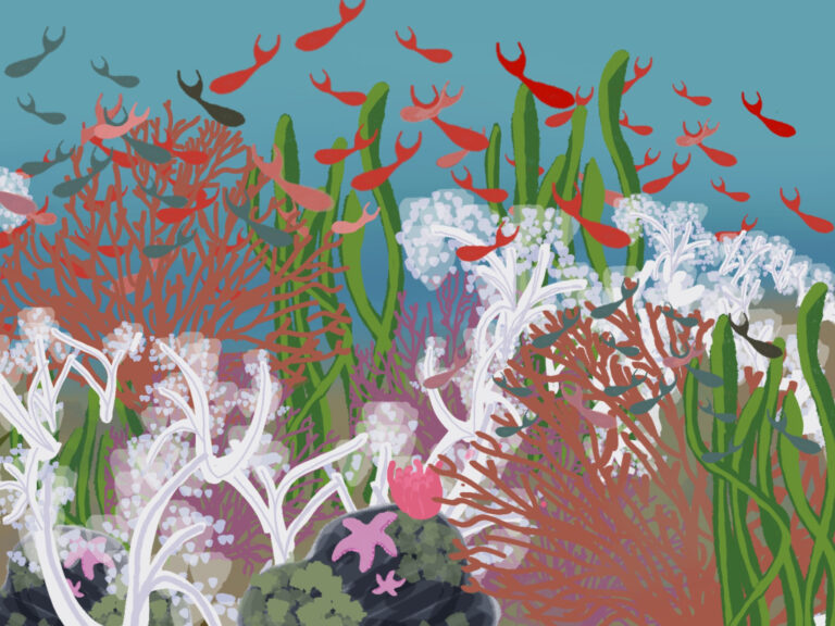 Coral Reef; Affects of coral bleaching on biodiversity