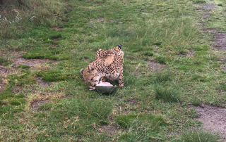 Eating cheetah lying in meadow