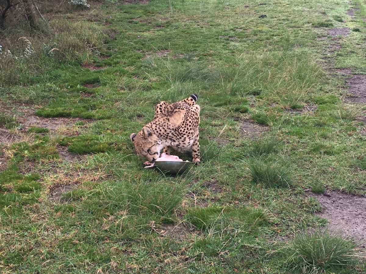 Eating cheetah lying in meadow